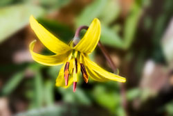 trout lilly